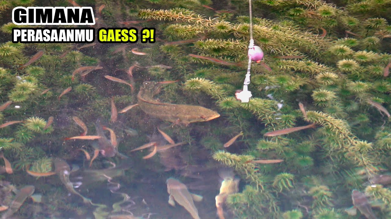 Gimana perasaanmu mancing kaya gini #SG-364