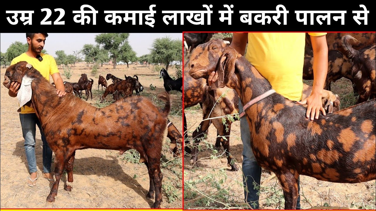 22 की उम्र में लाखों की कमाई बकरी पालन से Nehra goat farm || Goat farming in India