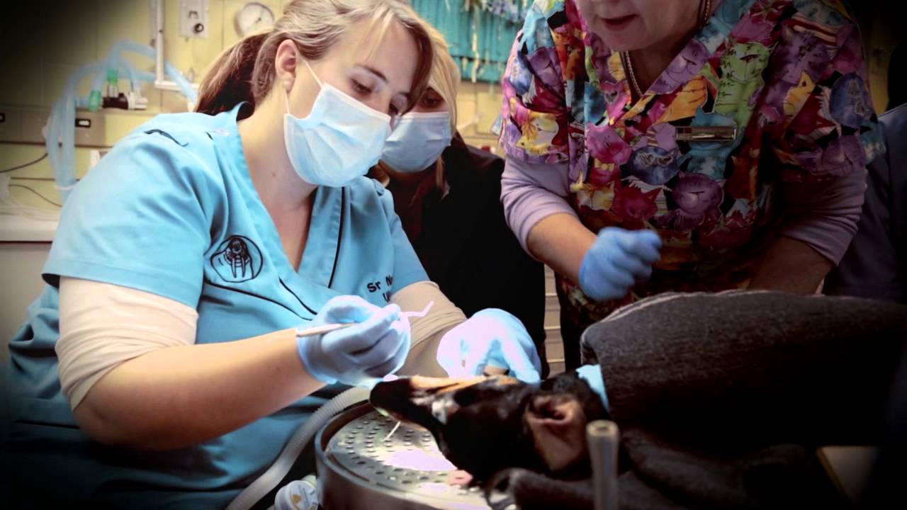 A day in the life of a UP Veterinary Science student