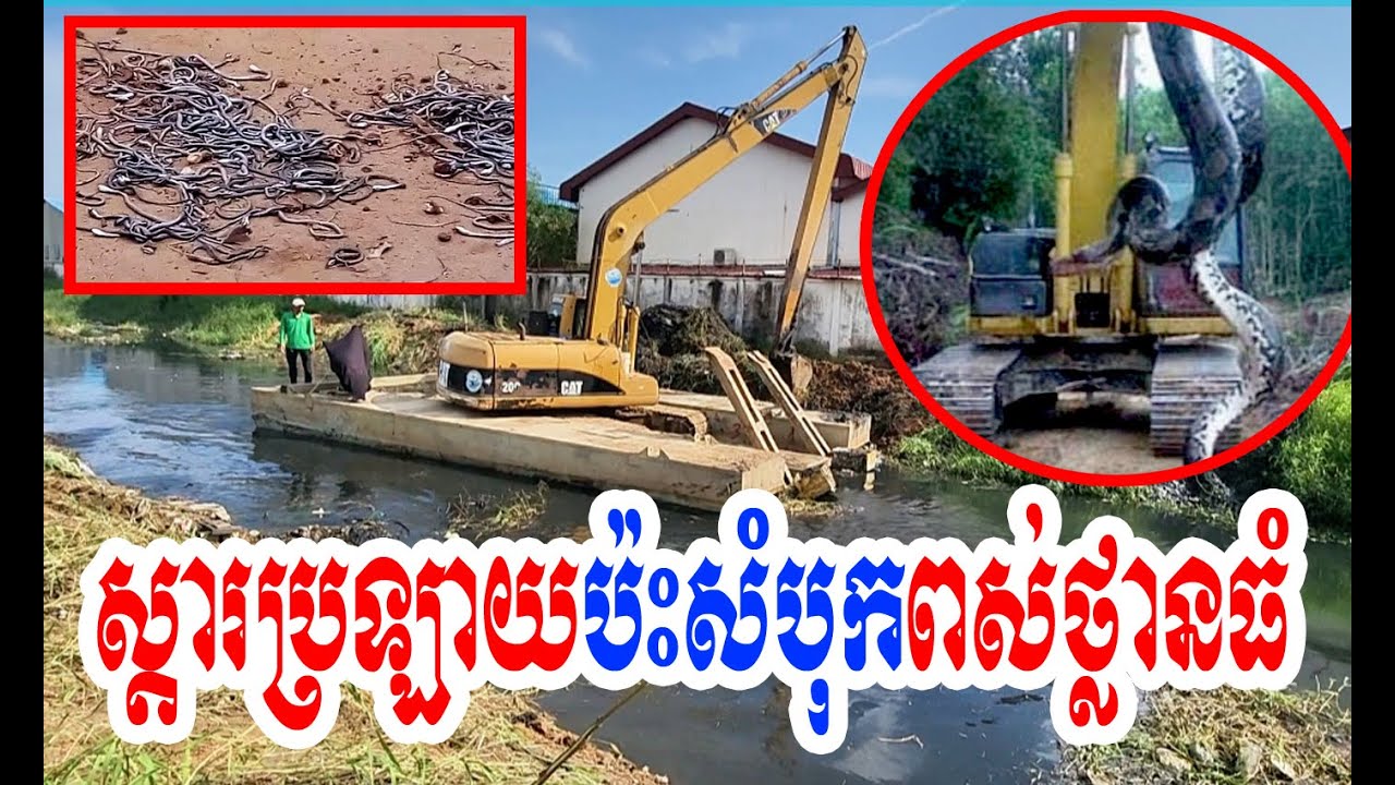 #អាអិចស្ដារប្រឡាយប៉ះពាល់ថ្លាន់ធំអស្ចារ្យ! 🌿🐍#សដារប្រឡាយ #ជបថ្លាន់ធំ #youtube  #NatureVibes