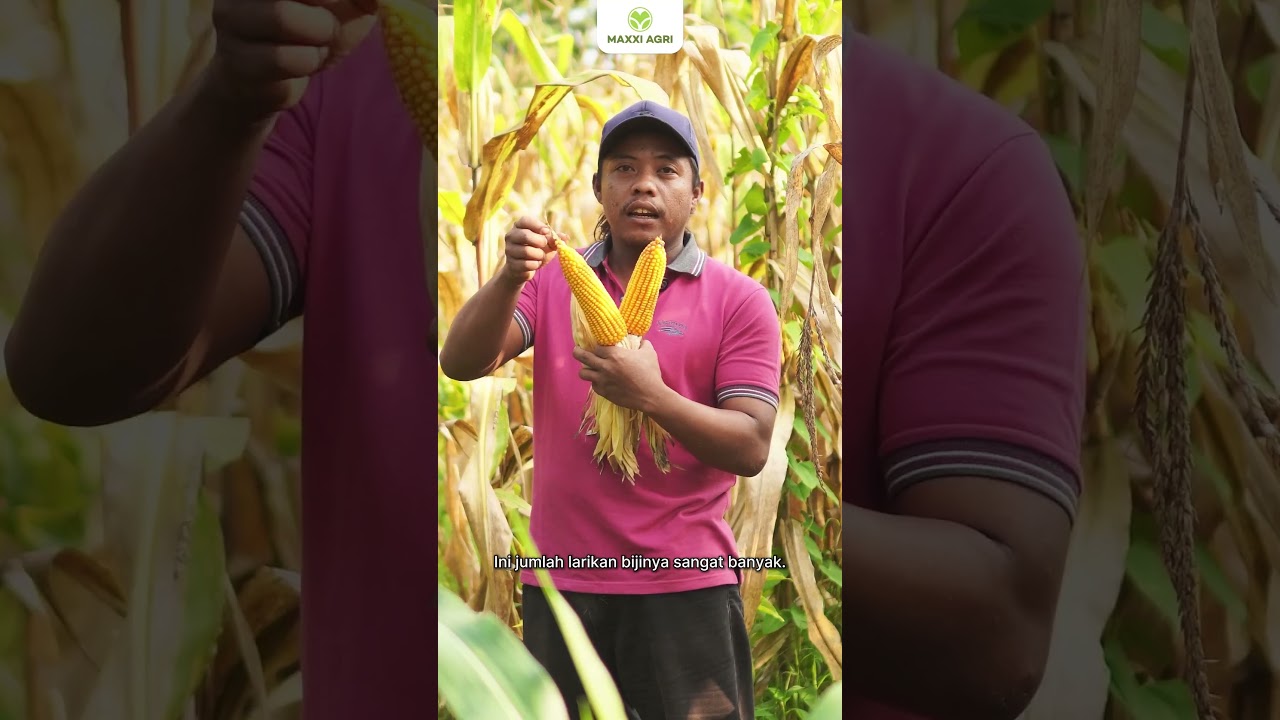 Berhasil Lawan Busuk Batang di Lahan Ekstrim  #maxxiagri #pertanian #busukbatang #jagung