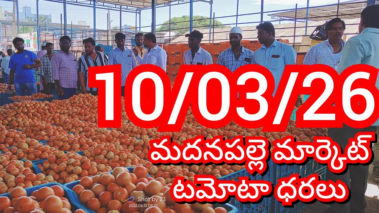 10-03-26 Madanapalle Tomato Market price Today || Today Tomato Market Rate in Madanapalle #today