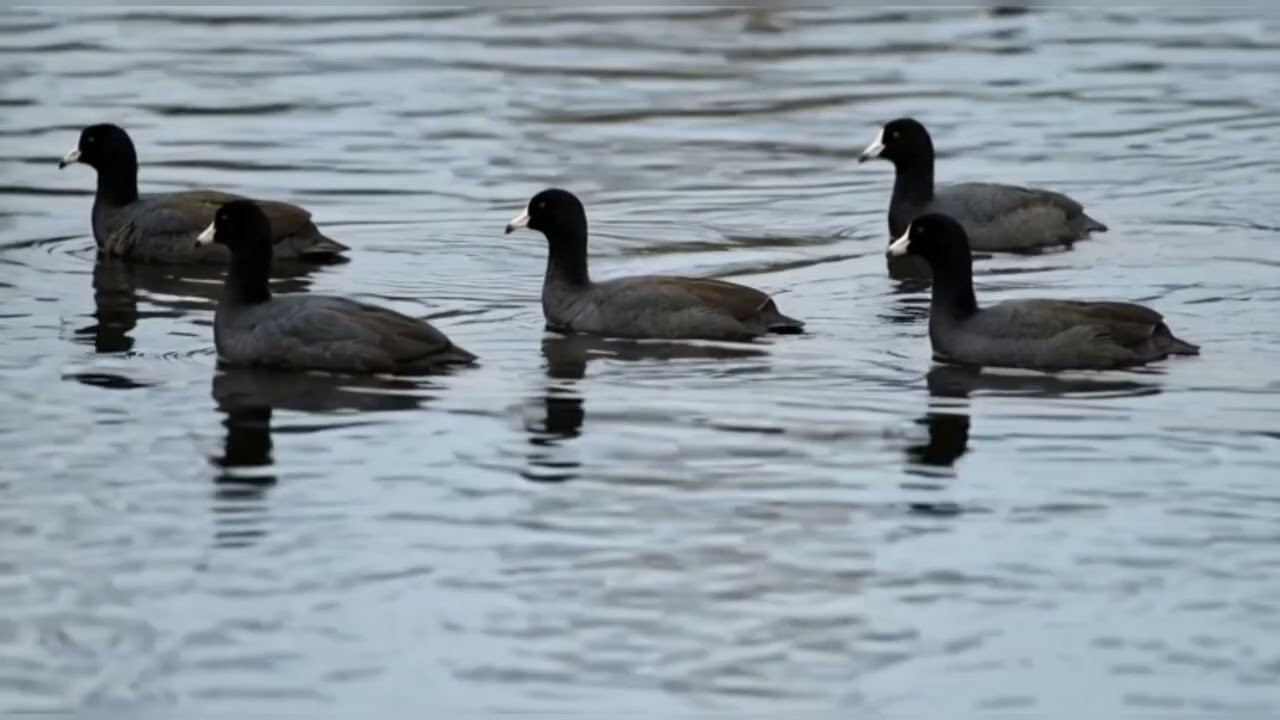 Voice Of Eurasian Coot Birds / Coot Birds Voice 
