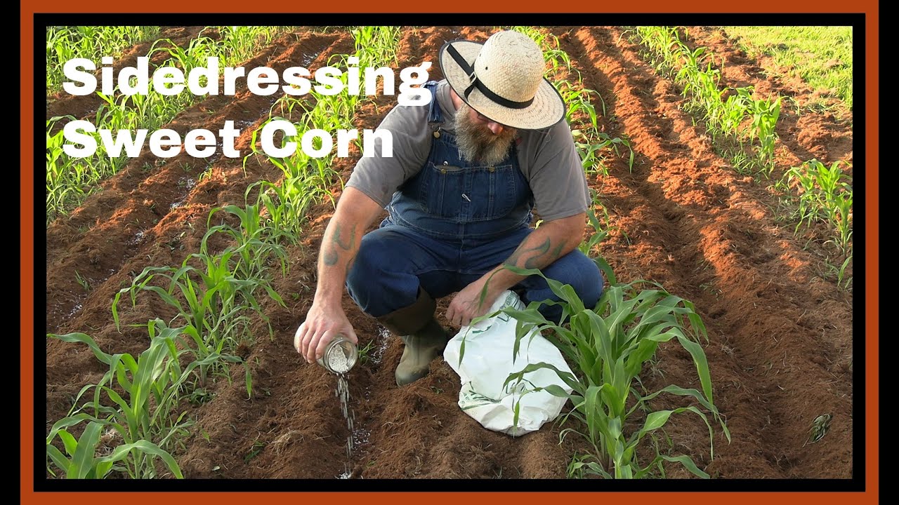Side Dressing Sweet Corn  