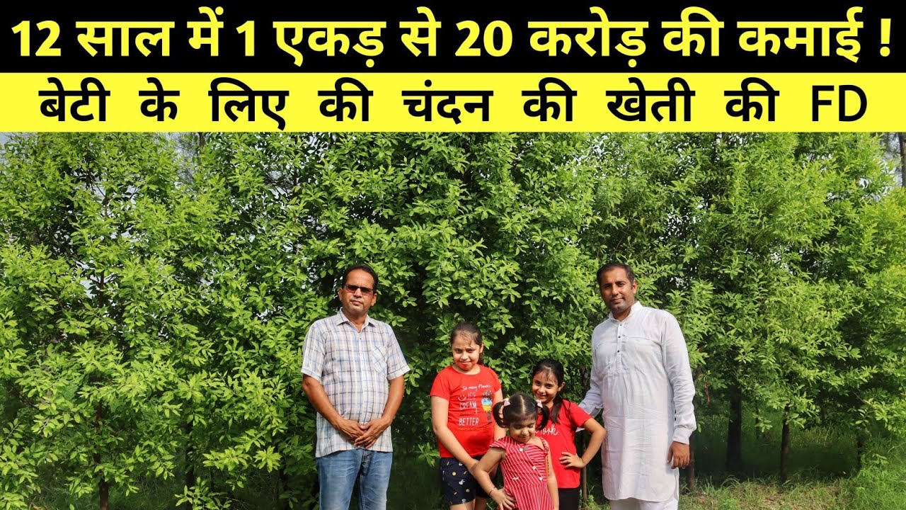 Chandan की खेती से 12 साल में करोड़ो की कमाई | Sandalwood Farming | Sandhu Agrofarm