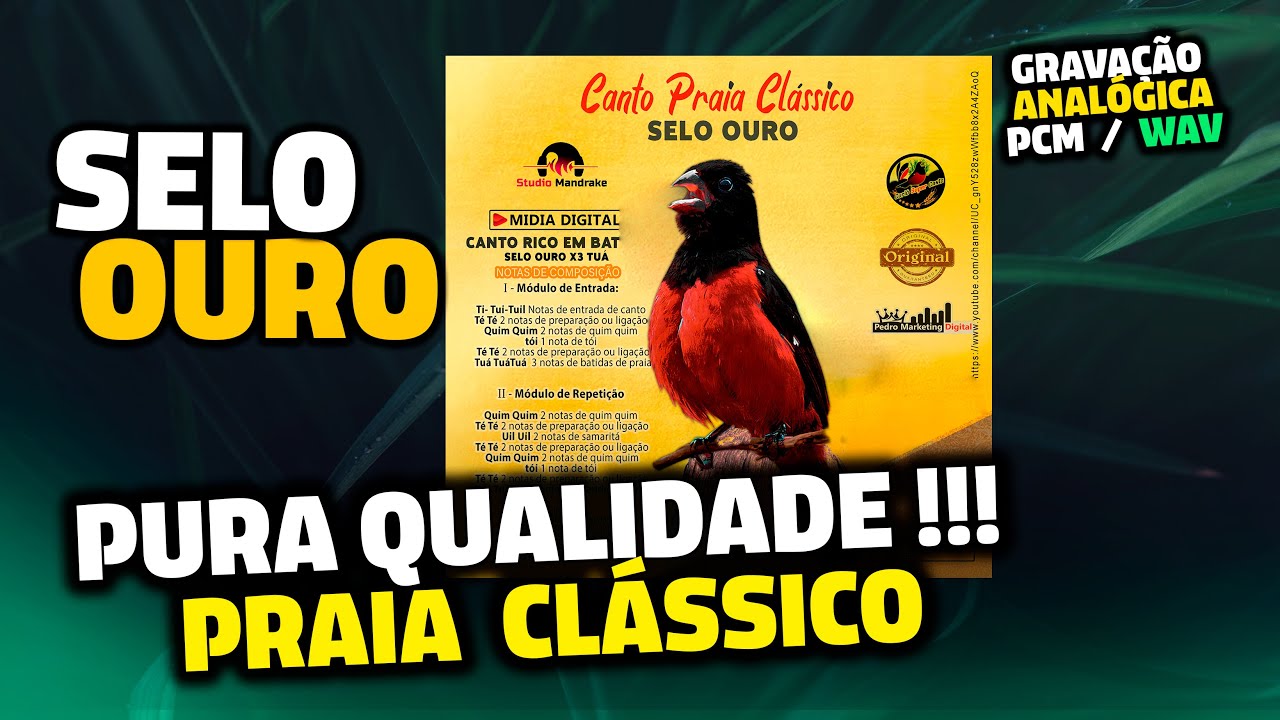 CANTO PRAIA CL&Aacute;SSICO SELO OURO ORIGINAL ♪