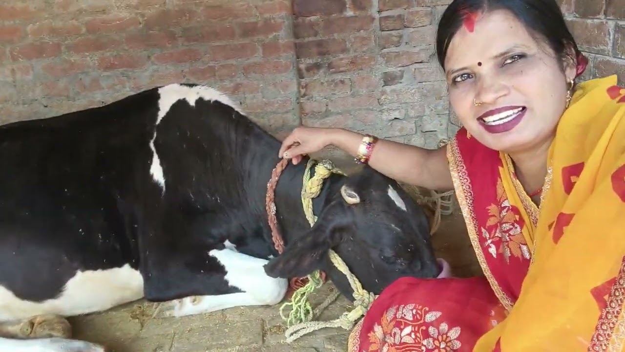 गौ माता की सेवा कौन कौन करता है # कमेंट करके बताओ # मेरा ब्लॉग बीडीओ @ neelam ayodhyapuri 🙏🙄👍♥️