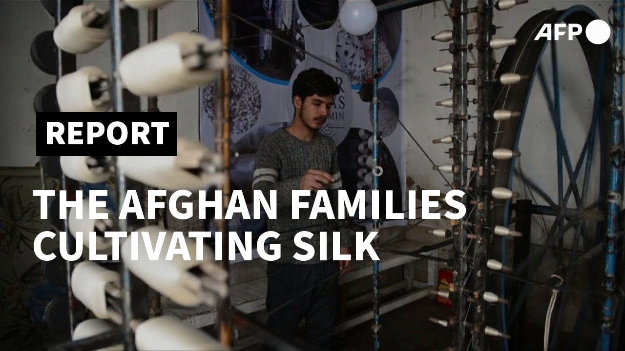The Afghans keeping silk production alive | AFP