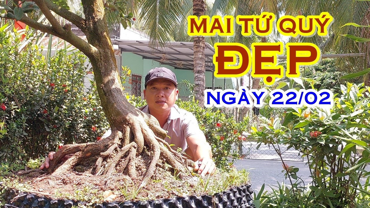 PHÊN 📲 O368831191 GIÁ TỐT - MAI TỨ QUÝ GIAO LƯU NGÀY 22/02 