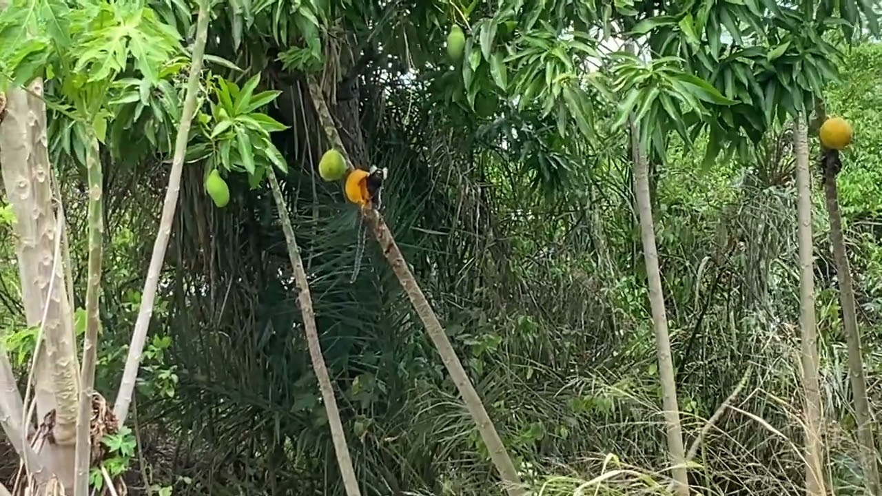 Sagüis na mata povoado terra vermelha Itabaiana se