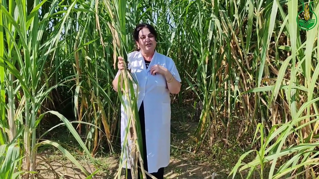 Maralfalfa bitkisinin yeni rayonlaşmış sortları yaradılır