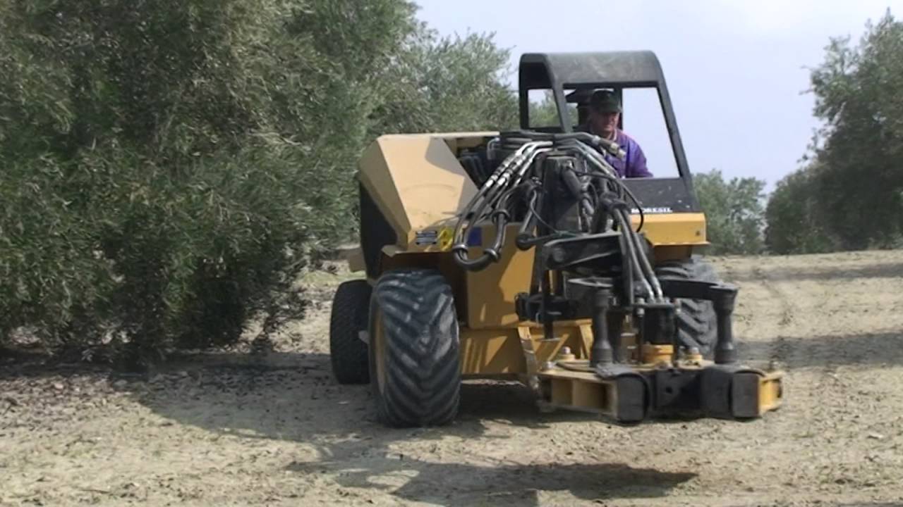 Buggy magnum Moresil vibrando olivos con barredoras y limpiadora de aceitunas