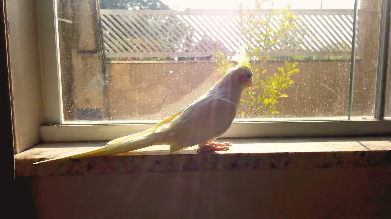 Calopsita 🐦na janela tomando sol 🌞❤️🎶🎶🎶