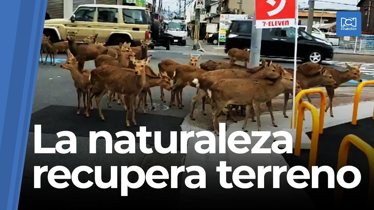 La naturaleza reclama su espacio