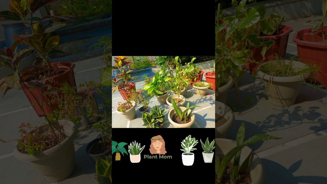 Indoor Plants - Sunlight exposure  after rain 🪴#sunlight #indoorplants #plantcare #gardener #garden