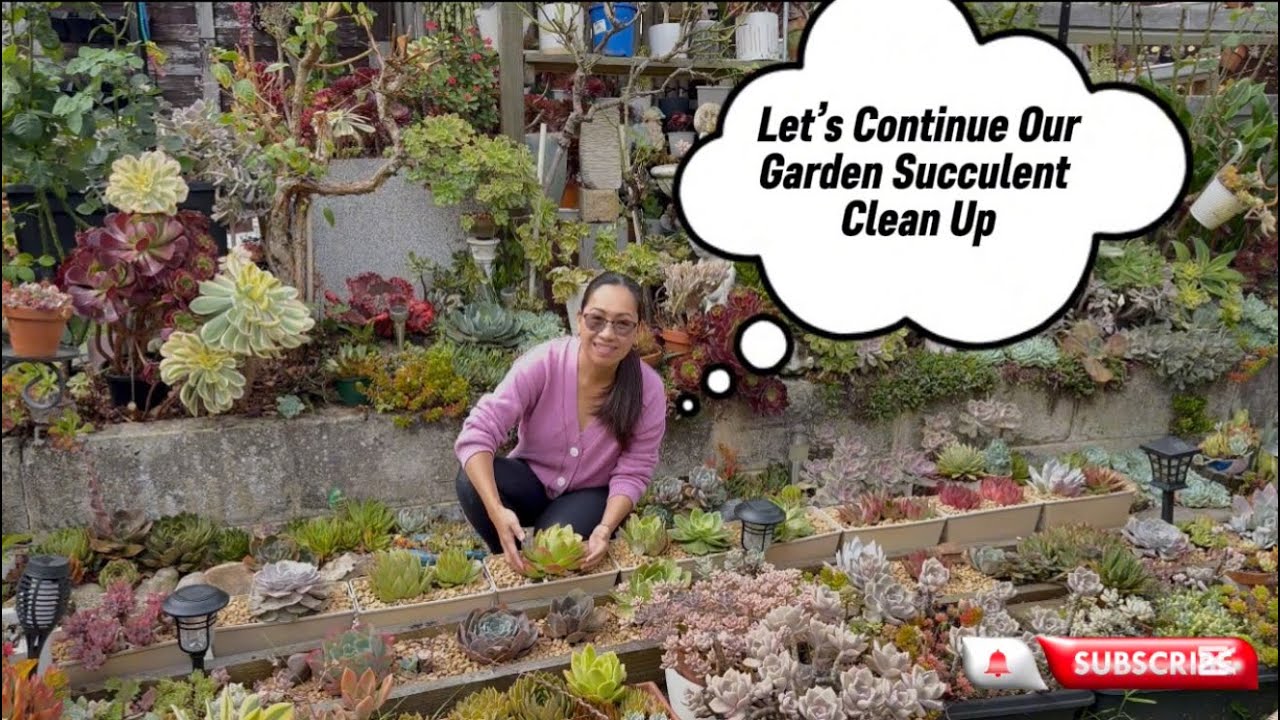 Let’s Continue Our Succulent Garden Clean Up