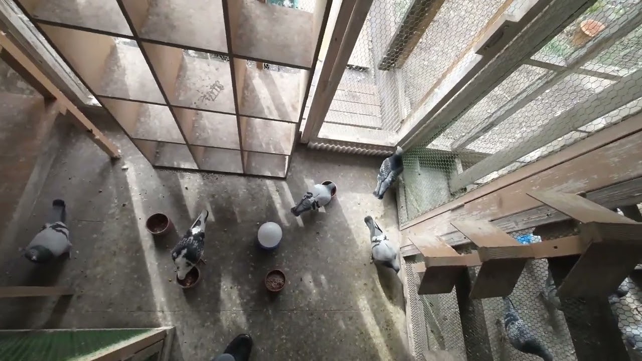 重症です
