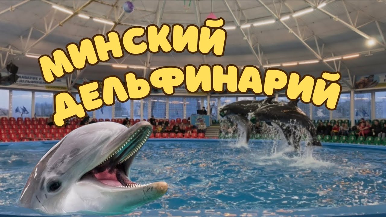 Дельфины. Дельфинарий #dolphins