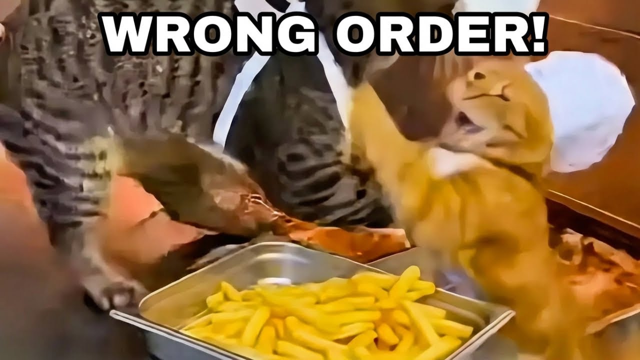 Cats Getting Into Petty Fights for No Reason 😂