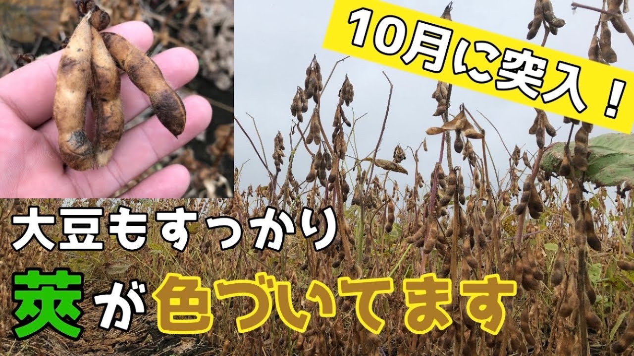 【大豆も収穫に向け前進！】生育調査♯17     帯広市　肥料販売　有機実業