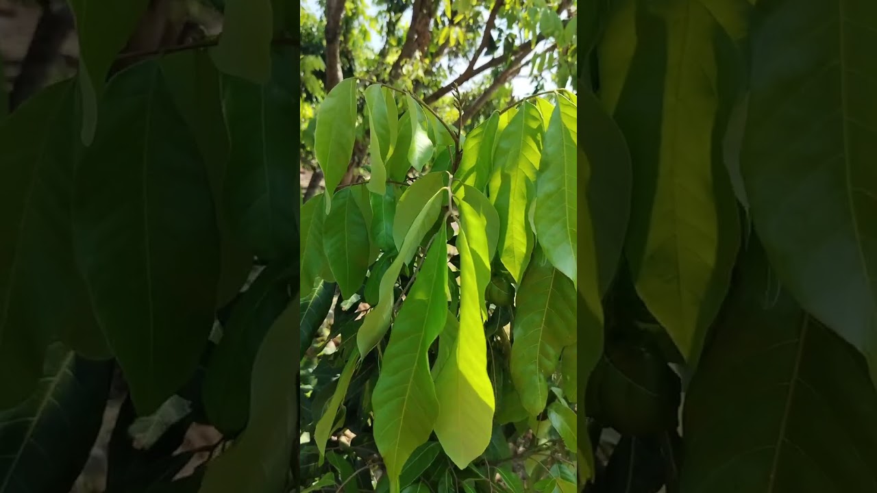 @ทำสวนลำไยกับนายนัน