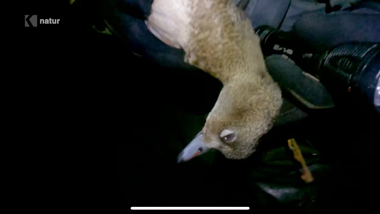 vestens vilde natur sæson 4: andejagt del 3