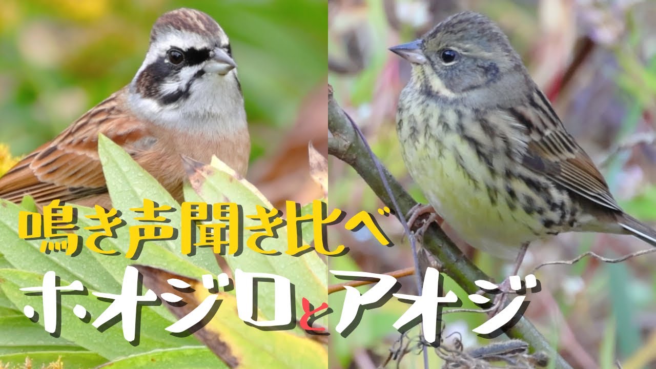 ホオジロとアオジの地鳴きを聴き比べ