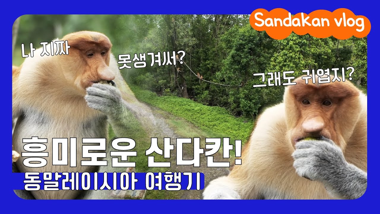 🇲🇾 동말레이시아 여행, 이렇게 시작합니다! 긴코원숭이 실물 공개 😲 Labuk Bay 산다칸