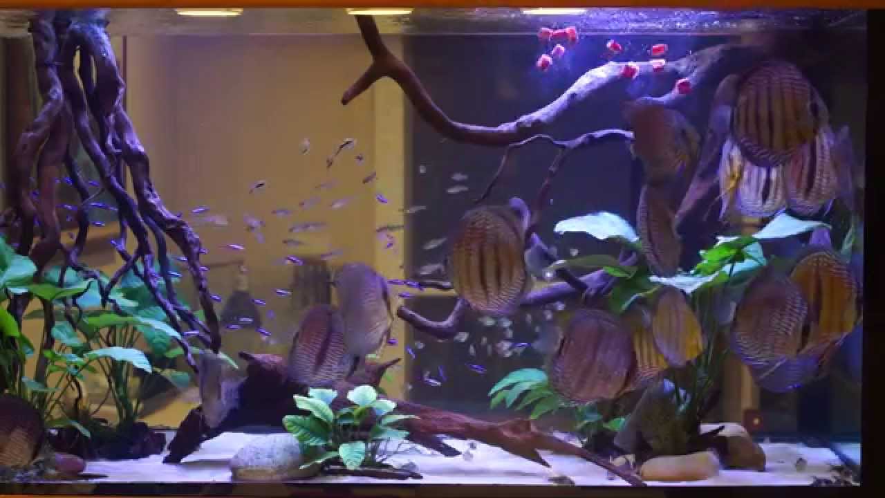 Wild Discus Tank - Feeding Time - 20140530