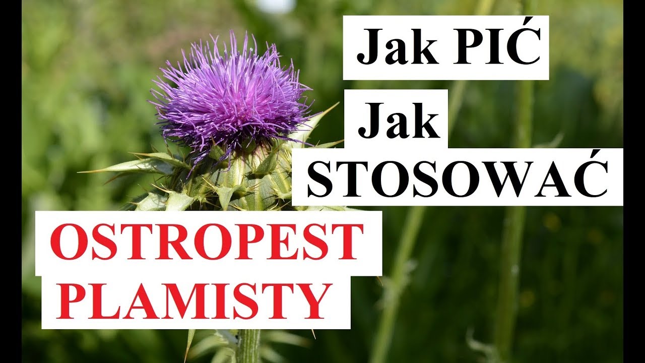 OSTROPEST PLAMISTY - jak STOSOWAĆ ostropest, jak PIĆ ostropest