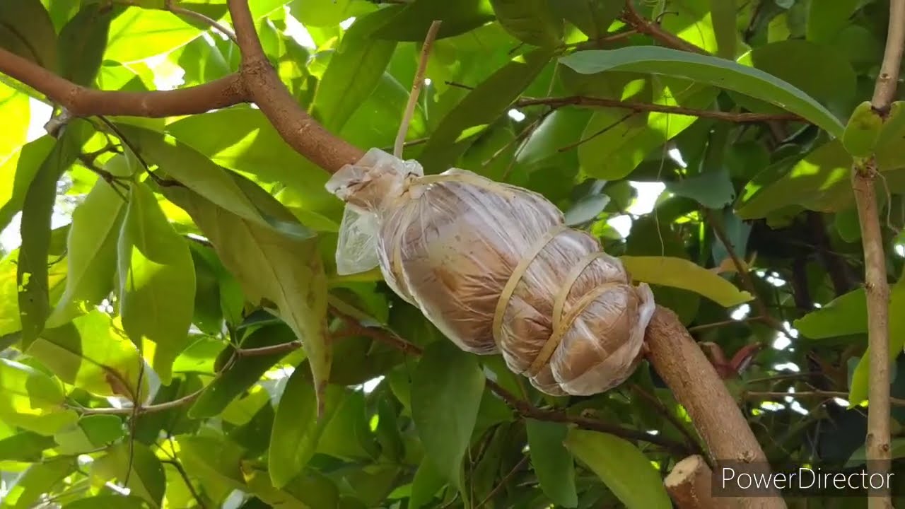 തായ്‌ലൻഡ് ചാമ്പയ്ക്ക ലെയറിങ്/ Thailand chambakka air layering