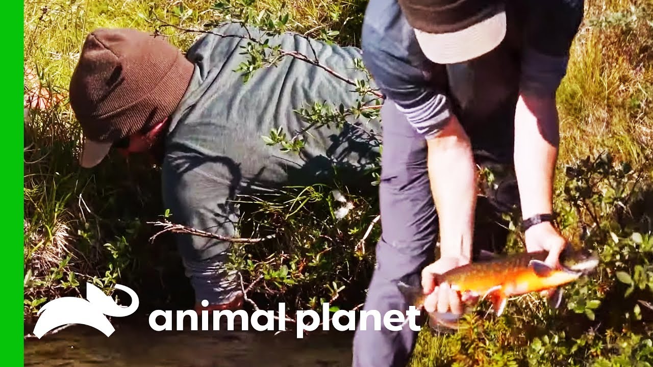 Learning To Catch Fish By Hand Using Traditional Techniques | Fish or Die
