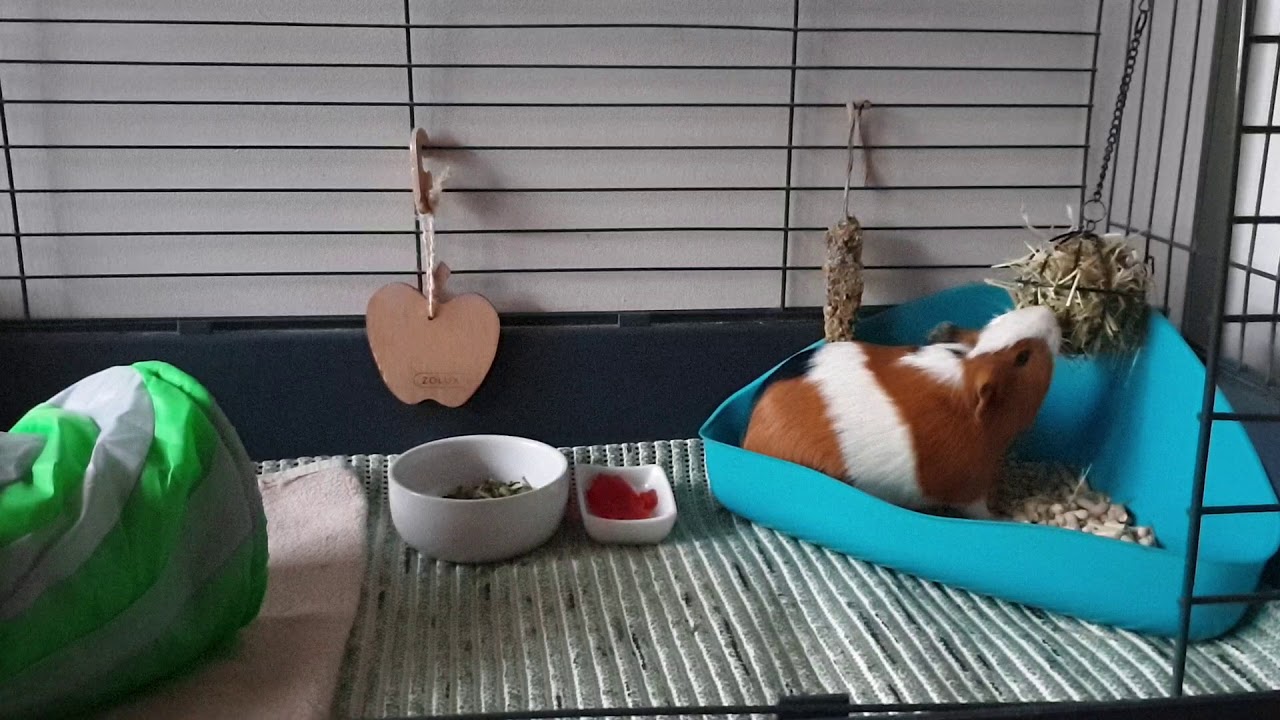 Ja namówić rodziców na świnke morską?❤🐹