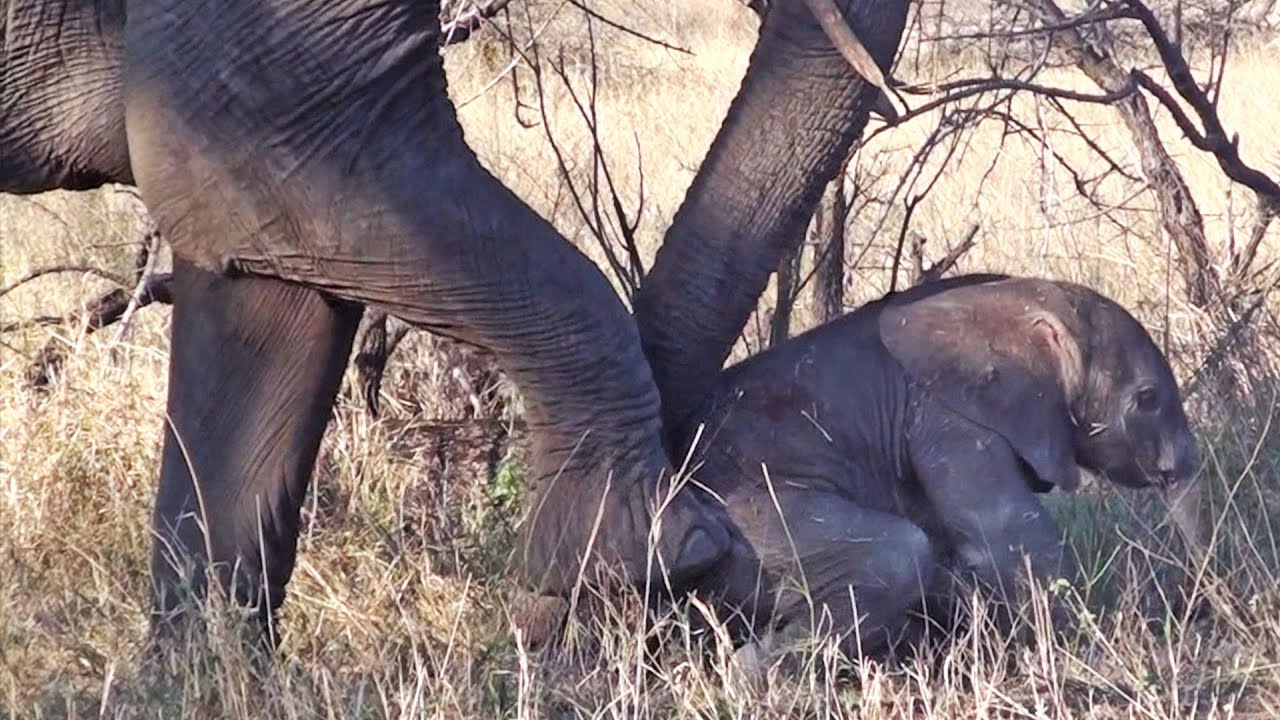 Mommy Elephant Helps Tiny Newborn to Its Feet