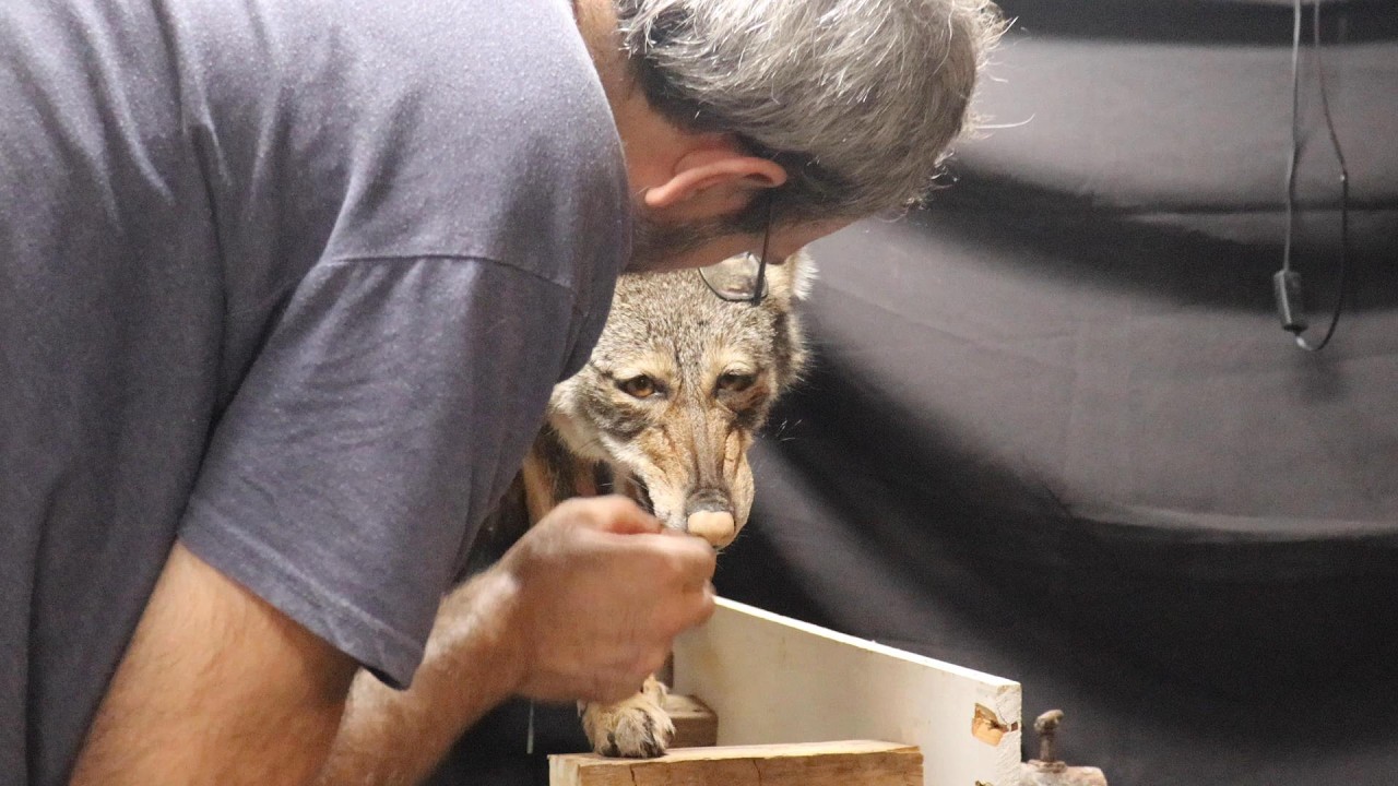 Snarling Coyote Taxidermy Timelapse