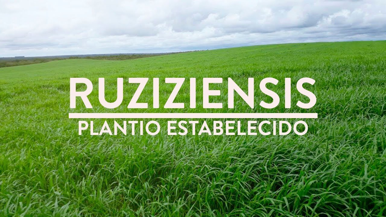 Brachiaria Ruziziensis 60 dias após plantio