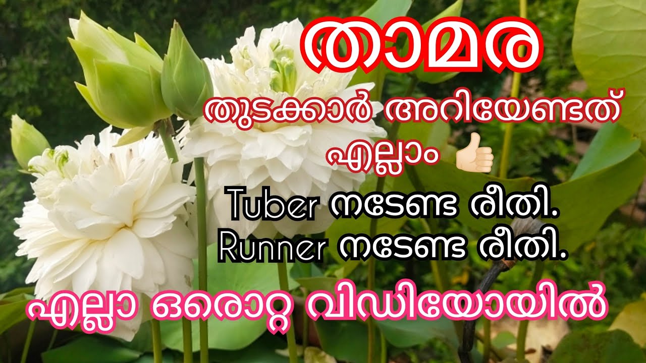 താമര നടേണ്ട ശെരിയായ രീതി, അറിയേണ്ടത് എല്ലാം ||All about lotus, poting of lotus.