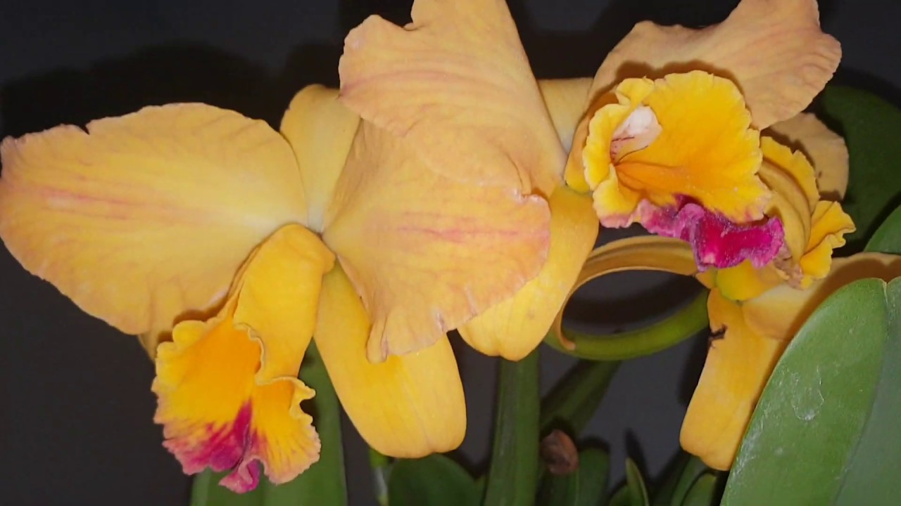 La Magia de las Orqu&iacute;deas