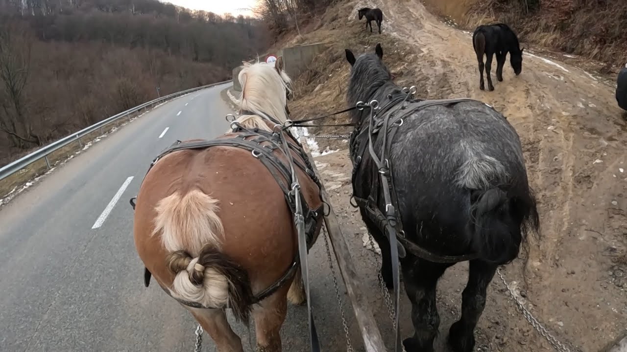 Caii lui Ionut de la Breaza, Bistrita Nasaud - Plimbare cu caruta - 2025 Nou!!!
