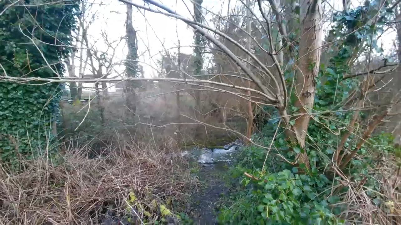 A Lakeside Walk at Woods Mill Nature Reserve