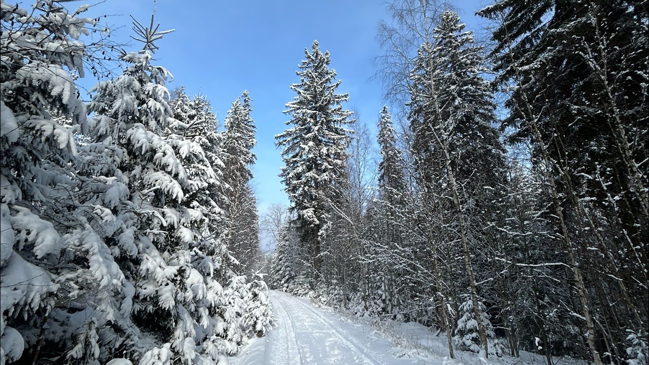 Silent Winter Forest Walk ❄️ Relaxing Nature Ambience