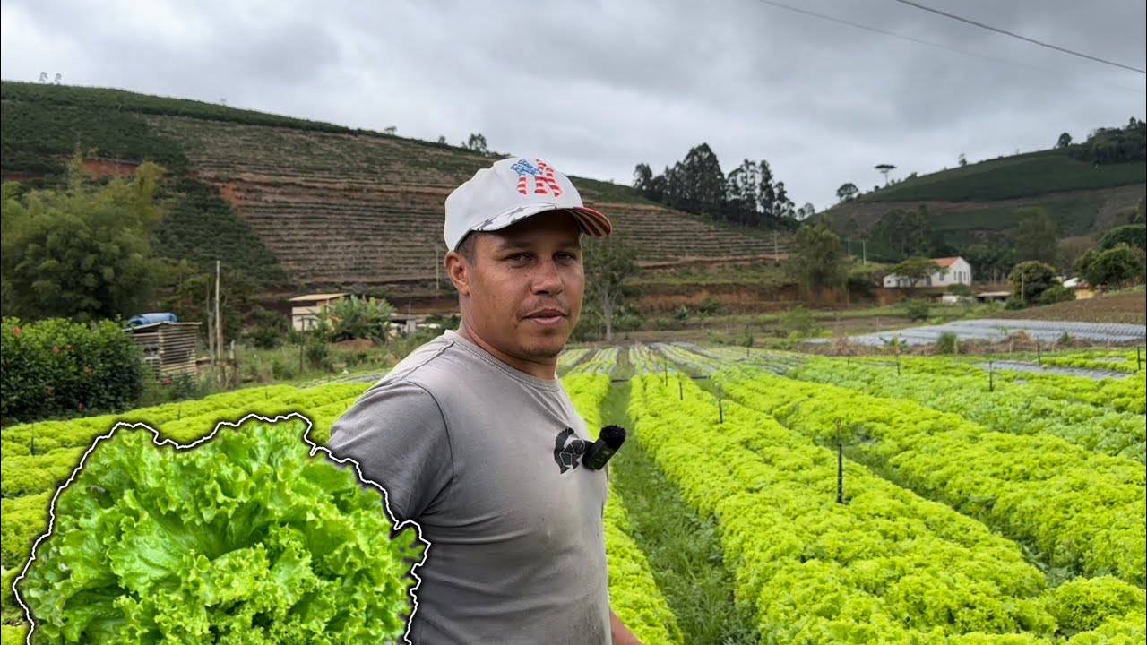 COMO PLANTAR ALFACE N&Atilde;O PLANTE ANTES DE VER ESSE V&Iacute;DEO🥬