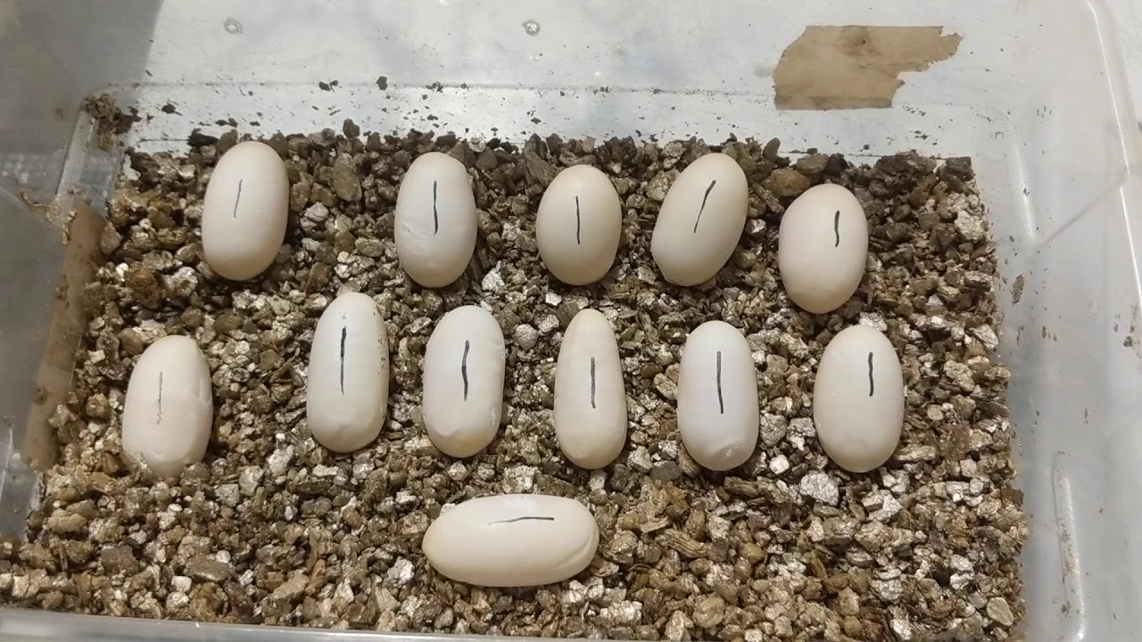 How to set up king snake eggs 🥚🥚