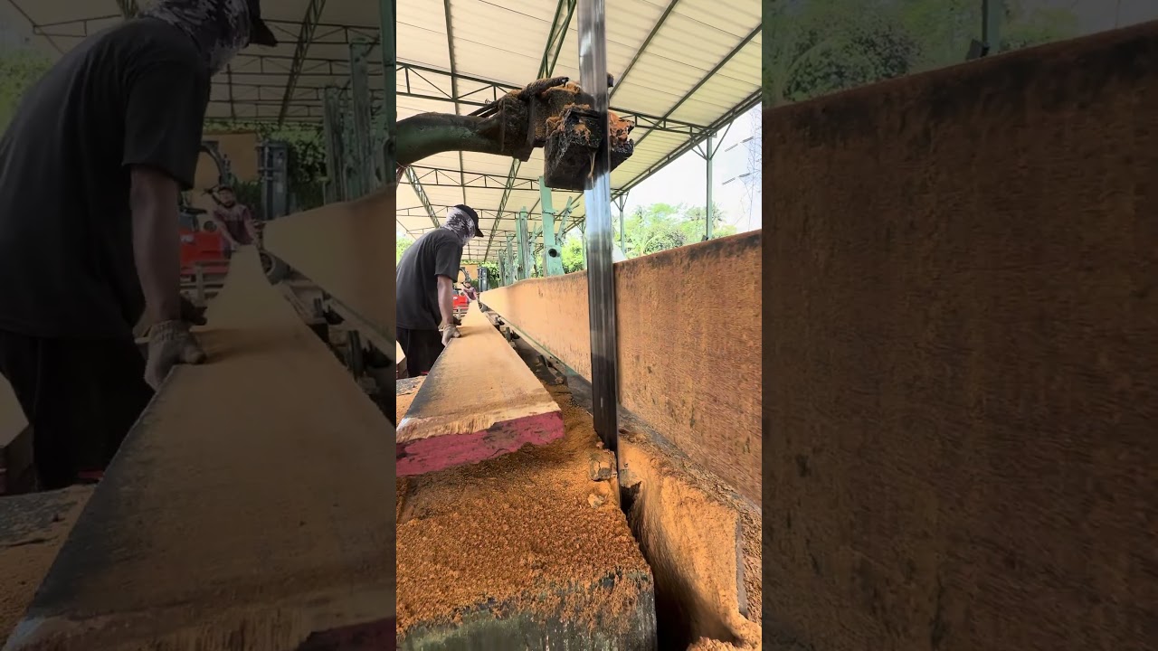 THIS GIANT WOOD IS NO JOKE! Intense and Impressive Sawmill Cutting