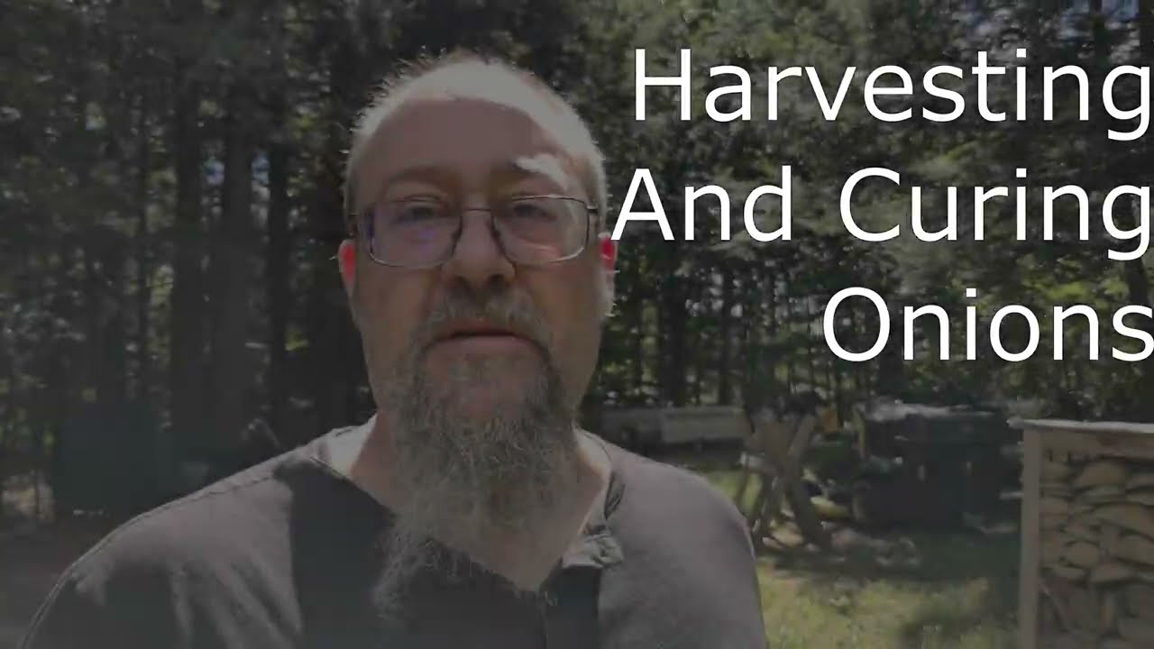Harvesting and Curing ONION for long term storage