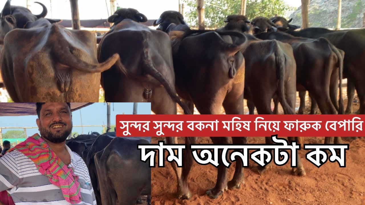 দাম কম বকনা ও গাই মহিষের | সিটি হাট রাজশাহী | ১৯ অক্টোবর 