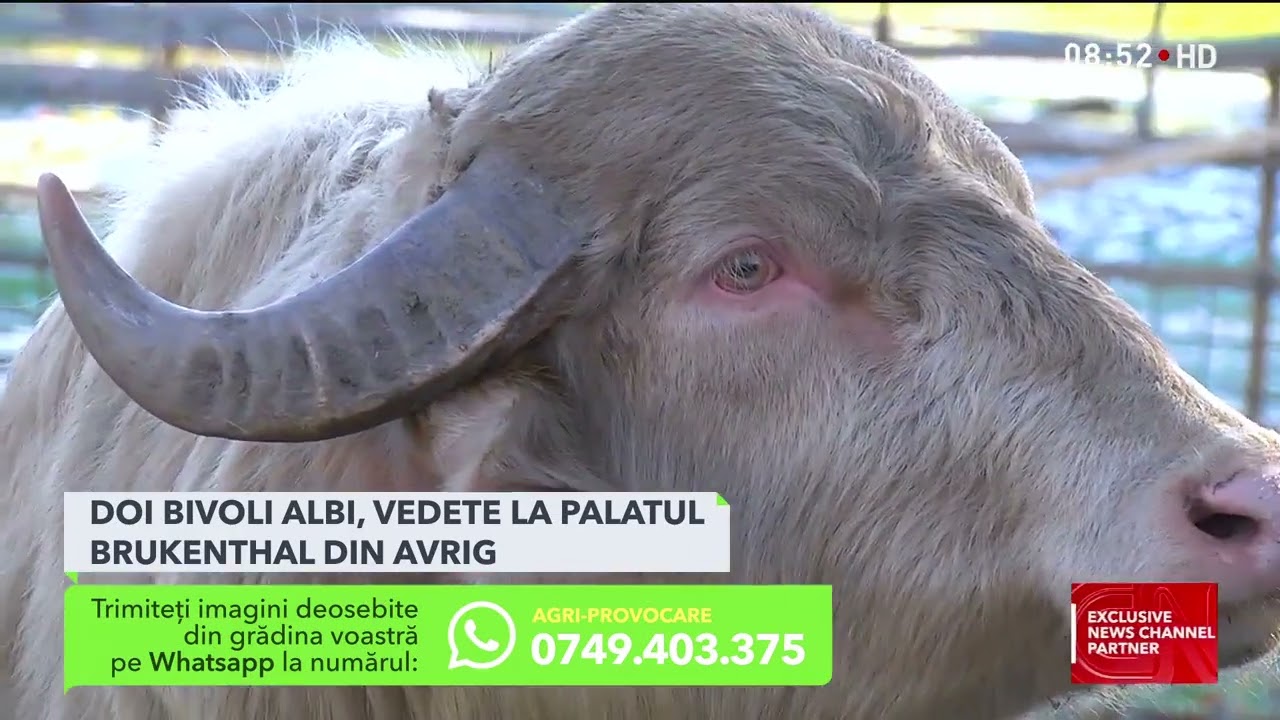 Povestea celor 2 bivoli albi ajunși vedete la Palatul Brukenthal din Avrig