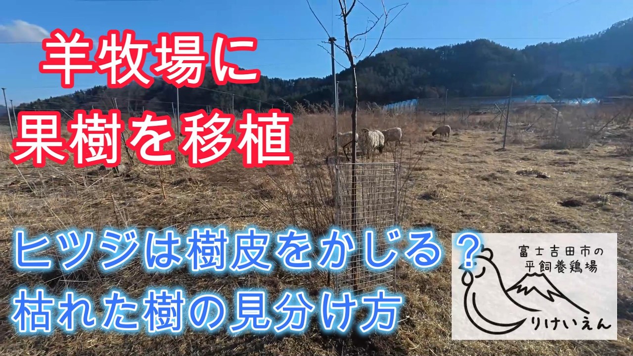 ひつじ牧場を果樹園化したい、苗木をヒツジから保護する試行錯誤、枯れた樹の見分け方【羊牧場ＤＩＹ】