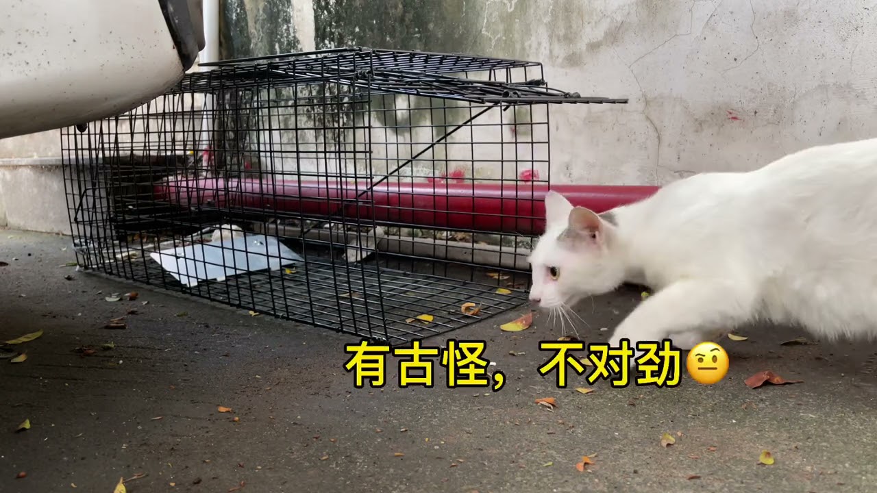 网友推荐的捕猫神器，开展疯狂的捕猫行动，看猫咪往哪逃