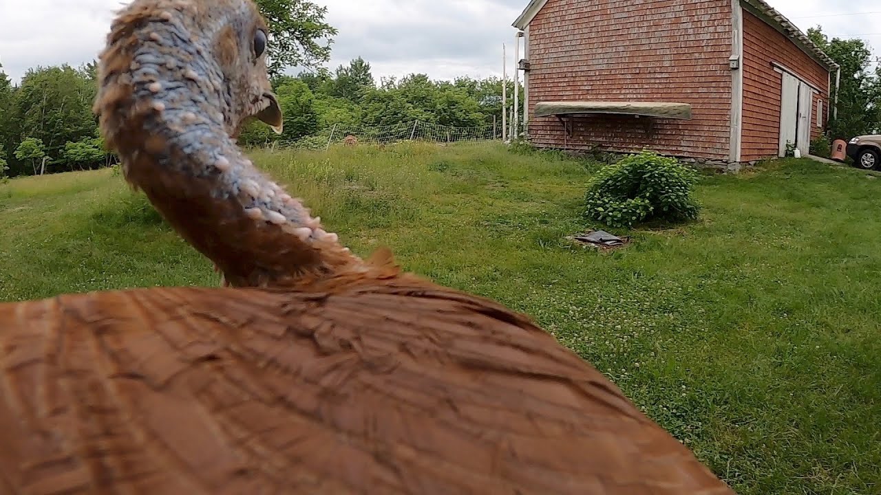 Breaking Broody: starring Popcorn the bourbon red turkey